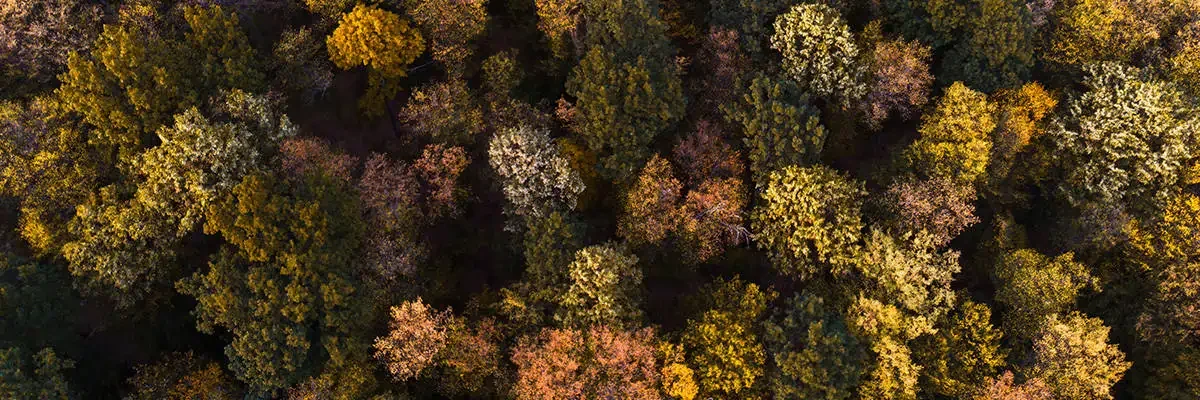 Forest trees from above looking down