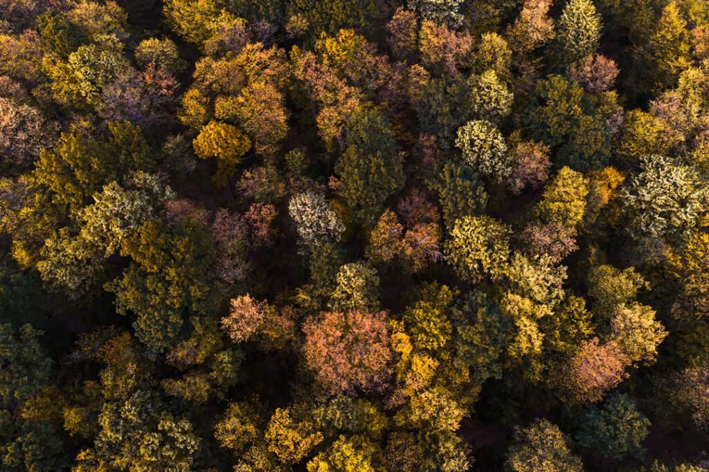 Forest trees from above looking down