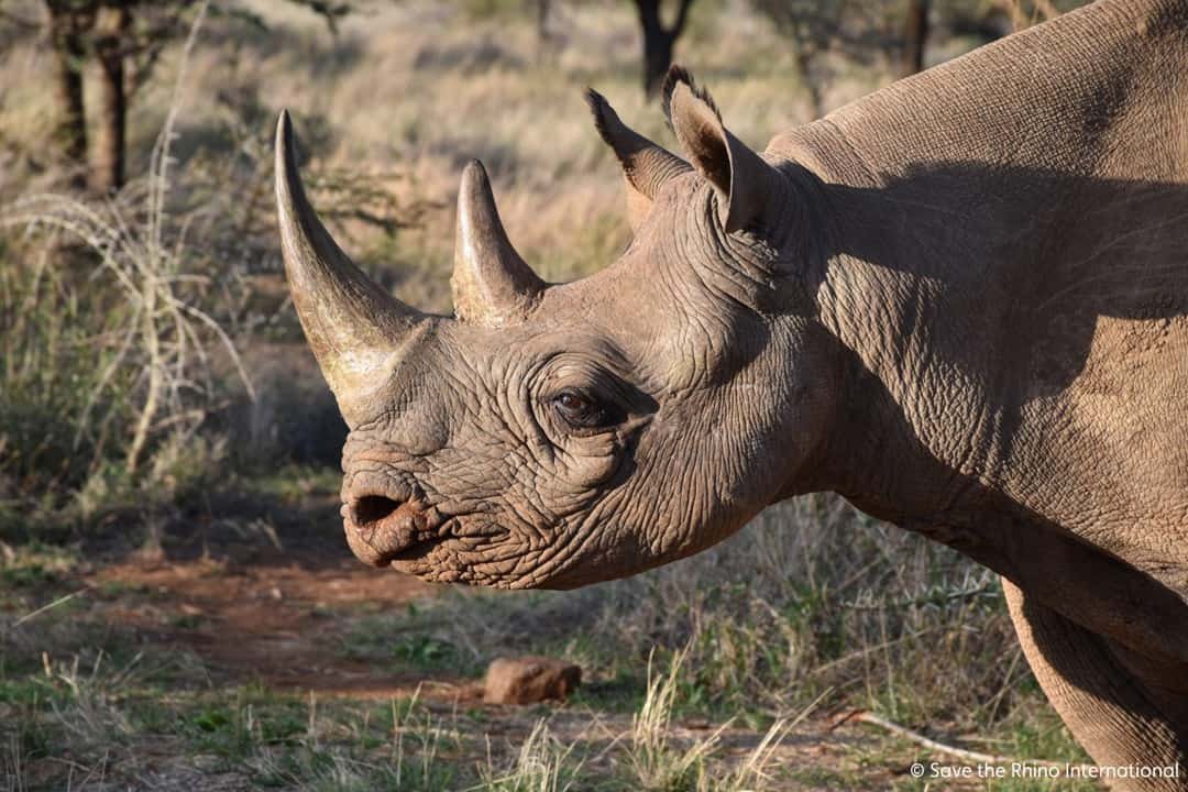 Close up of a rhino in the wild
